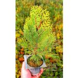 Tunç Botanik Altuni Mazı Fidanı 50 Adet 20-30 cm - Sarı Çit Bitkisi