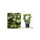 Tunç Botanik Arap Yasemini 3 Adet Pergola Formlu 40-60 cm