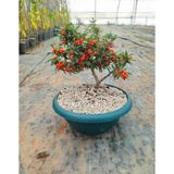 Tunç Botanik BONSAİ ATEŞ DİKENİ PYRACANTHA (5-6 YAŞ)