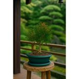 Tunç Botanik BONSAİ BUXUS - 7 YAŞINDA HEDİYELİK BONSAİ AĞACI
