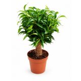 Tunç Botanik BONSAİ FİCUS BENJAMİN (Hasır Gövdeli)