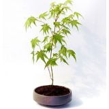 Tunç Botanik Bonsai Japon Akçaağacı - Grey Serisi Hediyelik