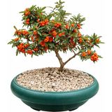 Tunç Botanik BONSAİ PYRACANTHA COCCİNEA / ATEŞ DİKENİ 5-6 YAŞINDA
