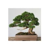 Tunç Botanik Bonsai Servi Seti (Fidan+Bonsai Saksı+Toprak +Bitki Besini)