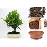 Tunç Botanik Defne Ağacı Bonsai Ekim Seti (Tohum,toprak,saksı,bitki Besini)