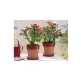 Tunç Botanik Dikenler Tacı - Euphorbia Milii Kırmızı
