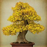 Tunç Botanik Ginkgo Biloba Fidanı - Mabet Ağacı