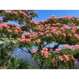 Tunç Botanik Gülibrişim Fidanı - Ipek Ağacı (Albizia Julibrissin)