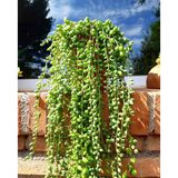 Tunç Botanik İNCİ TANESİ ÇİÇEĞİ - ASKILI SAKSIDA HEDİYELİK (Senecio Rowleyanus)