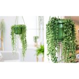 Tunç Botanik İNCİ TANESİ HEDİYELİK BİTKİ - YEŞİL ASKILI SAKSIDA (Senecio Rowleyanus)