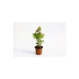 Tunç Botanik Japon Akçaağaci Acer Palmatum