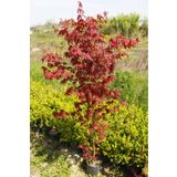 Tunç Botanik Kırmızı Japon Akçaağacı 150 - 200 cm