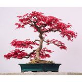 Tunç Botanik Kırmızı Japon Akçaağacı Tohumu 50 Adet ( Acer Palmatum )