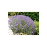 Tunç Botanik Lavanta Fidanı 10 Adet - Saksıda 20-30 Cm