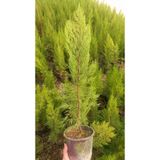 Tunç Botanik Limoni Servi 10 Adet 50-70 cm - Limon Çamı
