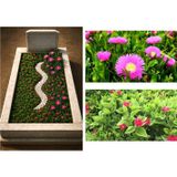 Tunç Botanik MEZAR - KABİR ÇİÇEKLİ BİTKİ SETİ - 90 ADET YER ÖRTÜCÜ BİTKİ + 20 KG DOLOMİT TAŞI (Buz Çiçeği-Kaz Aya