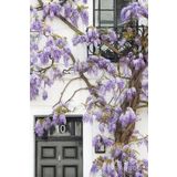 Tunç Botanik Mor Salkım Fidanı 3 Adet 80-100 Cm Sarılıcı Bitki