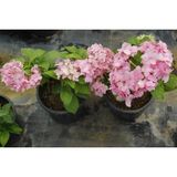 Tunç Botanik Ortanca Fidanı 10 Adet - Saksılı 20-40 Cm
