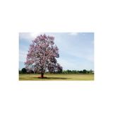 Tunç Botanik Pavlonya Ağacı Fidanı 3 Adet - Paulownia Tementosa 30-50 Cm