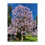 Tunç Botanik Pavlonya Fidanı / Çin Kavağı (Paulownia Tomentosa)