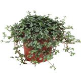 Tunç Botanik Pilea Glauca - Dostluk Çiçeği