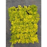 Tunç Botanik SARI SEDUM 15 ADET - YER ÖRTÜCÜ ÇOK YILLIK BİTKİ