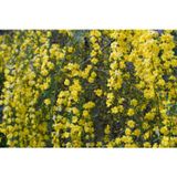 Tunç Botanik SARI YASEMİN FİDANI 3 ADET - ÇİÇEKLİ SARILICI BİTKİ (Jasminum Nudiflorum)