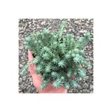 Tunç Botanik SEDUM REFLEXUM 'Blue Spruce' - 45 ADET YER ÖRTÜCÜ SUKULENT