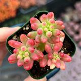 Tunç Botanik SEDUM RUBROTINCTUM 20 ADET - Jelly Bean Sukulent