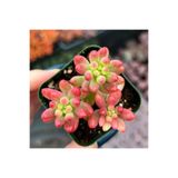 Tunç Botanik SEDUM RUBROTINCTUM 45 ADET - Jelly Bean Sukulent