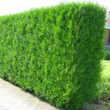 Tunç Botanik Yeşil Mazı Fidanı 200 Adet - Çit Bitkisi ( Thuja Orientalis )