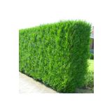 Tunç Botanik Yeşil Mazı Fidanı 5 Adet - Çit Bitkisi ( Thuja Orientalis )