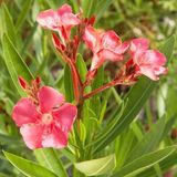 Tunç Botanik Zakkum Çiçeği 20 Adet - Nerium Oleander Dış Mekan Çiçeği