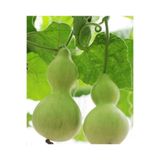 Tunca Su Kabağı Tohumu 10 Adet