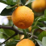 Tüplü 1 Yaş Volkamariana Limon Anacı 60-80 Cm(Aşılanabilir Veya Reçellik Limon Meyvesi Alınabilir )