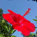 Tüplü 2 Adet 90-120 Cm Kırmızı Japon Gülü (hibiscus)