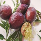 Tüplü 2 yaş Avusturalya Blood-Kırmızı Lime Limon Fidanı