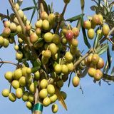 Tüplü, 3 Yaş Bodur Arbequeinea İspanyol Zeytin Fidanı 180-200 Cm