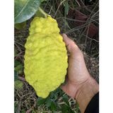 Tüplü 4 Yaş Bergamot Limon (Cıtrus Bergamia) Fidanı Boy 150-200CM