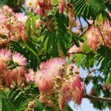 Tüplü Albizzia julibrissin Gülibrişim İpek Ağacı Fidanı (30-60 cm