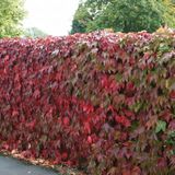 Tüplü Amerikan Parthenocissus Sarmaşık Fidanı (50 Adet)