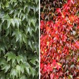 Tüplü Amerikan Parthenocissus Sarmaşık Fidanı
