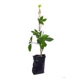 Tüplü Amerikan Sarmaşığı Fidanı (virginia Creeper) Çit Bitkisi 80-100 Cm