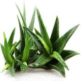Tüplü Aromatik Aloe Vera Sarı Sabır Fidanı