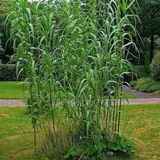 Tüplü Arundo Donax Sazlık Kamışı Fidanı 80-120 Cm