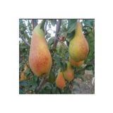 Tüplü Aşılı Aromalı Abete Fetel Armut Fidanı