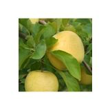 Tüplü Aşılı Aromalı Leziz Bol Sulu Tam Bodur Golden Elma Fidanı