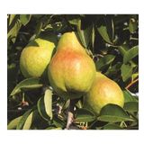 Tüplü Aşılı Aromatik Leziz Williams (Barlett) Armut Fidanı