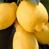 Tüplü Aşılı Bodur Saksılık Enterdonat Limon Fidanı 4 Yaş 80-100 Boy