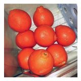 Tüplü Aşılı Bol Verimli Kokulu King Mandalina Fidanı
